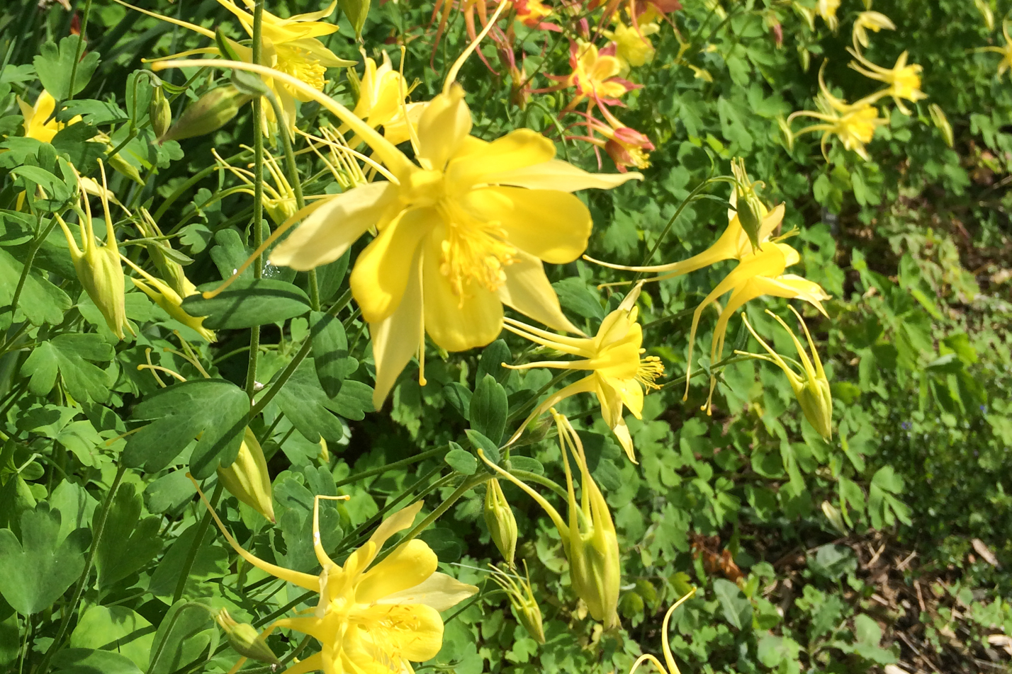 Denver Gold Columbine